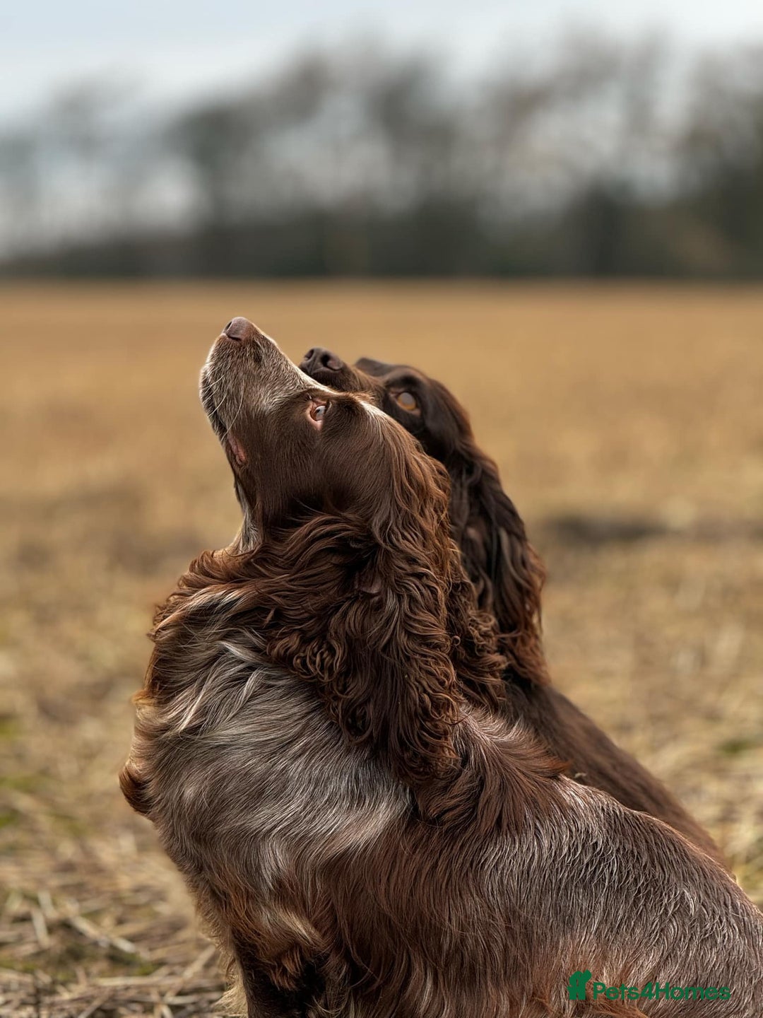 Cocker Spaniel dogs for sale: Exceptional litter of working cocker spaniel pups - Image 6