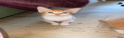 Mixed Breed cats for sale: Beautiful Ginger Kittens!  in London - Advert 14