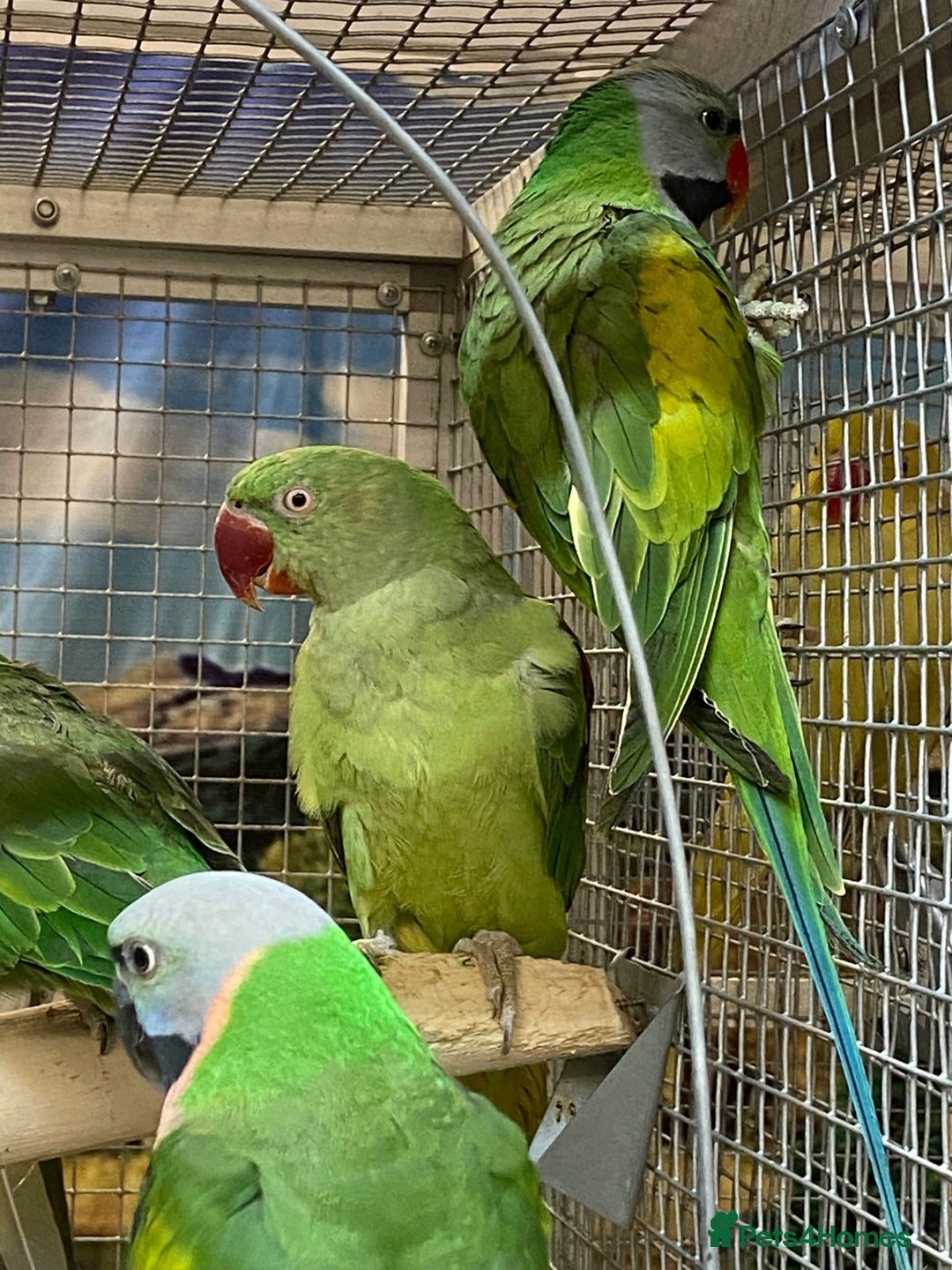 Parrots birds for sale: LOOK! BIRDS/PARAKEETS/PARROTS AVAILABLE  - Image 19
