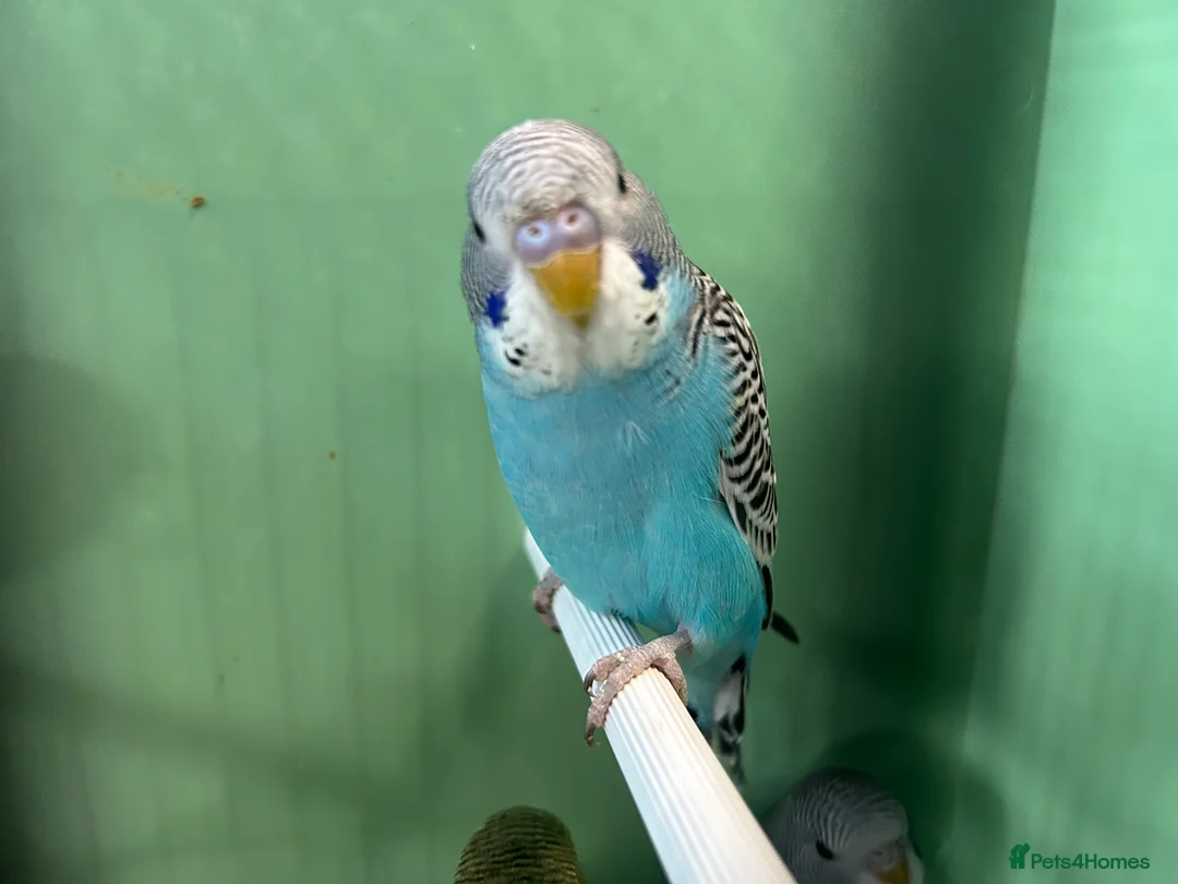 Budgerigars birds for sale: Budgies for Sale  - Advert 1