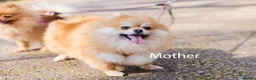 Pomeranian dogs for sale: KC registered pomeranian puppies - 4 girls  - Advert 9