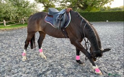 Irish Thoroughbred horses for sale: 16H TB Mare ex Racer excellent manners 16 years  - Image 7