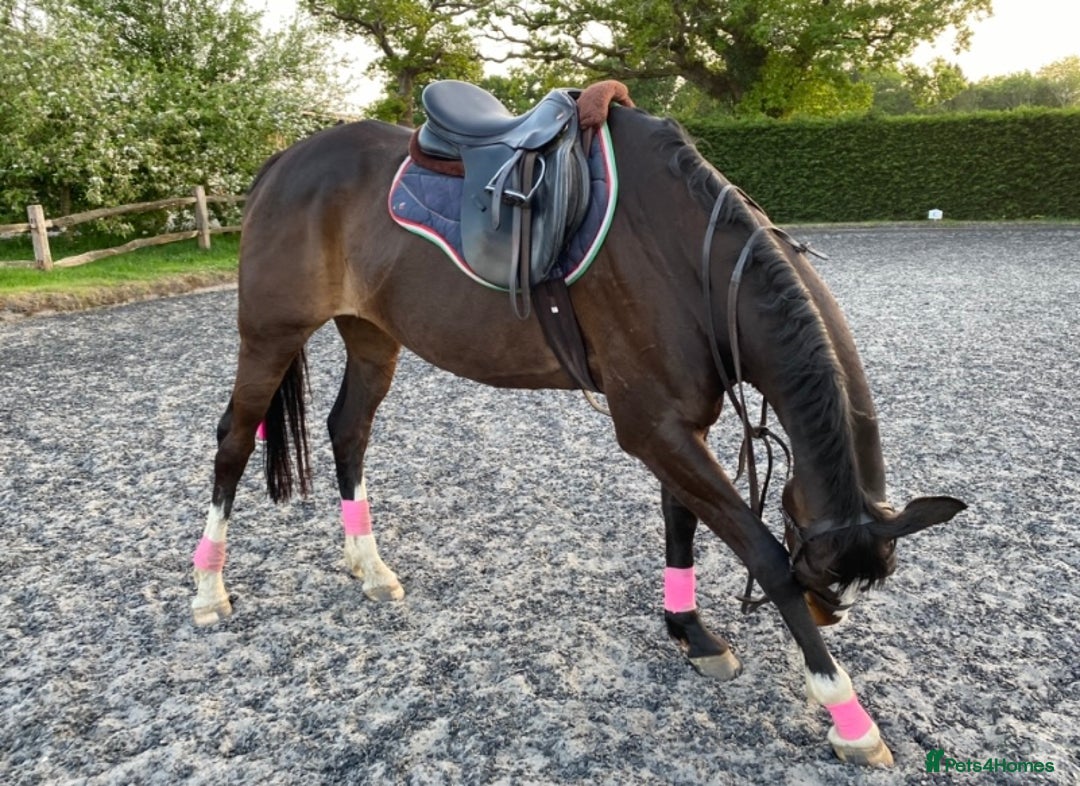 Irish Thoroughbred horses for sale: 16H TB Mare ex Racer excellent manners 16 years  - Image 7