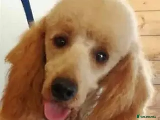 Miniature Poodle dogs Poodle STUD KC reg and fully DNA health tested - Advert 1