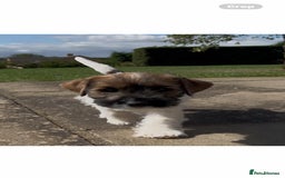 Jack Russell dogs for sale: 3 Beautiful Jack Russel Puppies  - Image 5