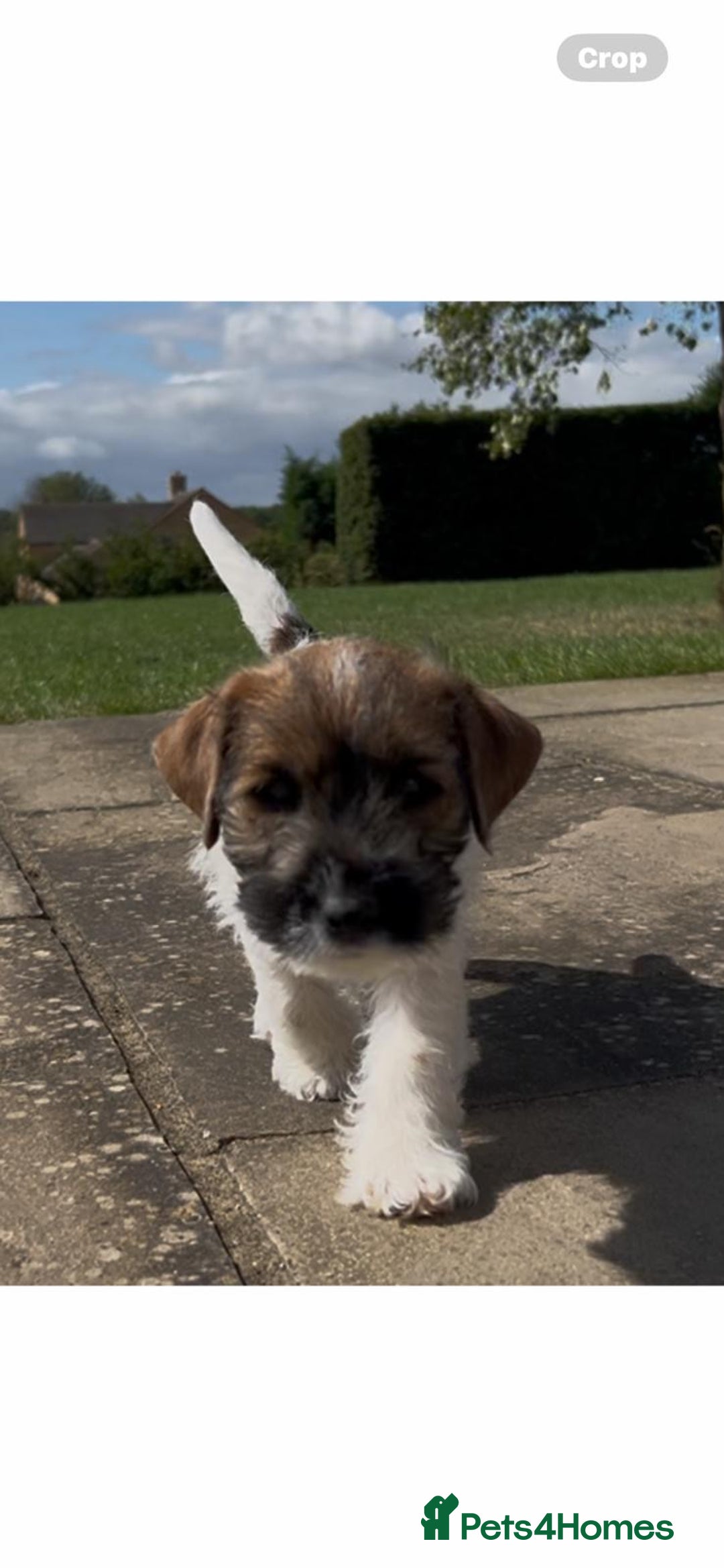 Jack Russell dogs for sale: 3 Beautiful Jack Russel Puppies  - Image 5