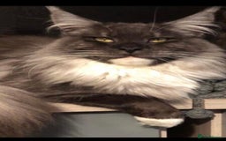 Maine Coon cats for sale: MaineCoon Kittens 2Girls Black Smoke Ready toleave - Image 36