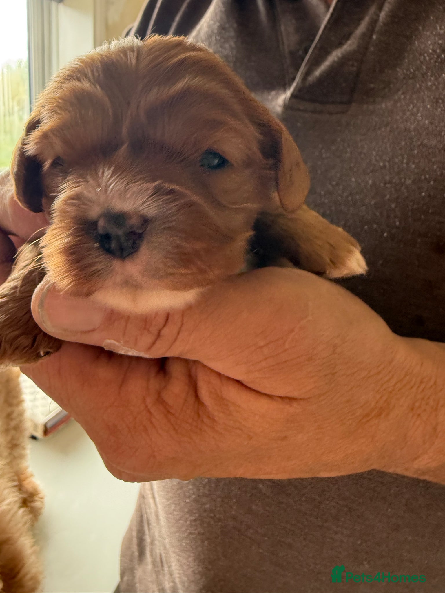 Cavapoo dogs 🐾 Last Red Cavapoo F1b teddy Puppy Available 🐾 - Advert 6