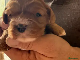 Cavapoo dogs 🐾 Last Red Cavapoo F1b teddy Puppy Available 🐾 - Advert 6