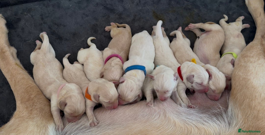 Labrador Retriever dogs for sale: Stunning, White/Yellow KC Registered Labrador Pups - Image 1