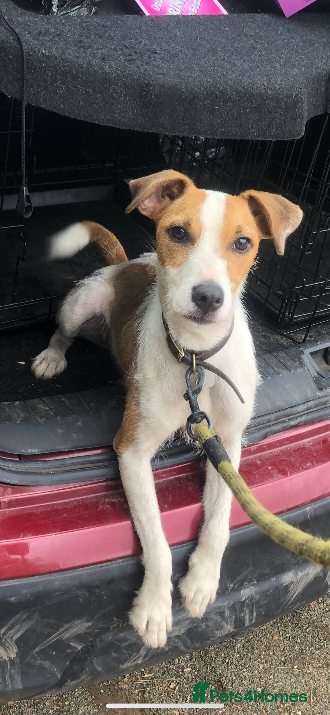 Parson Russell dogs for sale: Penny 12 months old parson Russel terrier  - Image 1