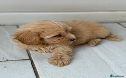 Maltipoo dogs for sale: Quality Korean maltipoos - Image 9
