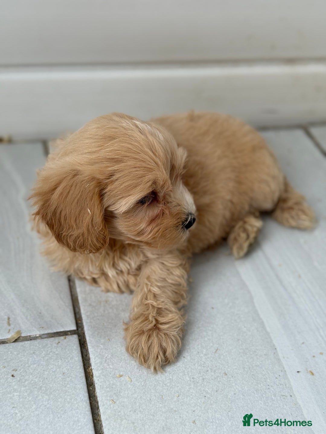 Maltipoo dogs for sale: Quality Korean maltipoos - Image 9