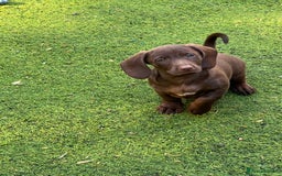 Dachshund dogs for sale: Min dachshund x teckel ( standered dachshund) - Image 25