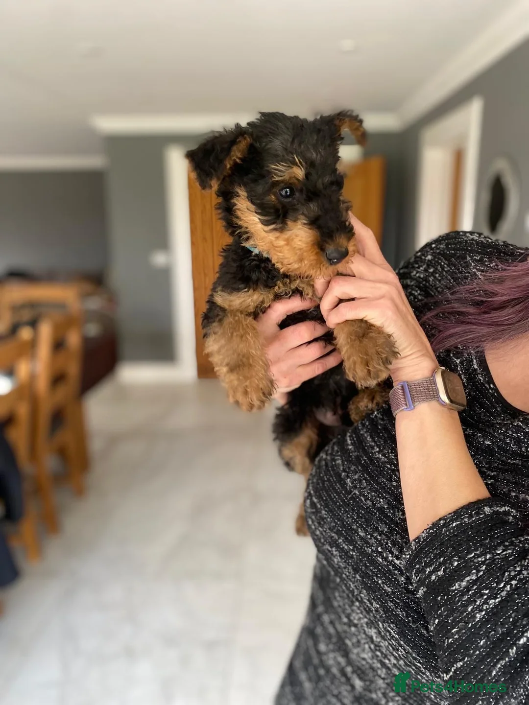 Airedale Terrier dogs for sale: Pure breed Airedale Terriers for sale - Advert 7