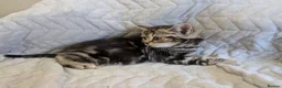 British Shorthair cats for sale: British Shorthair Teddy Bear Kittens For Sale! - Advert 13