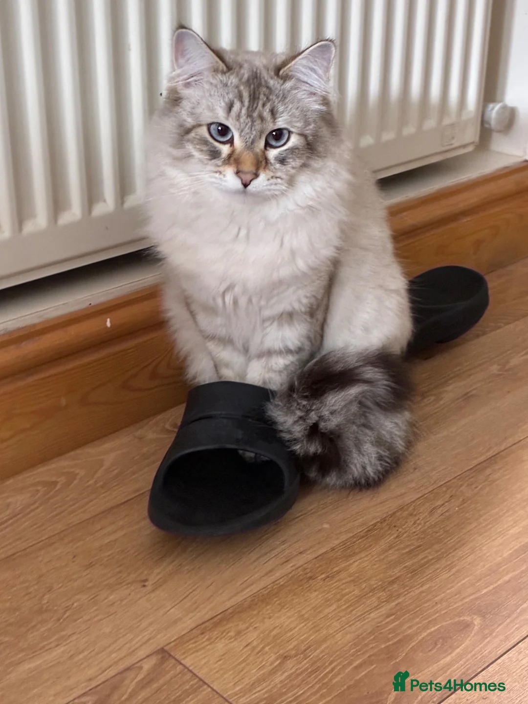 Siberian cats for sale: Beautiful Siberian Male Cat - Advert 4