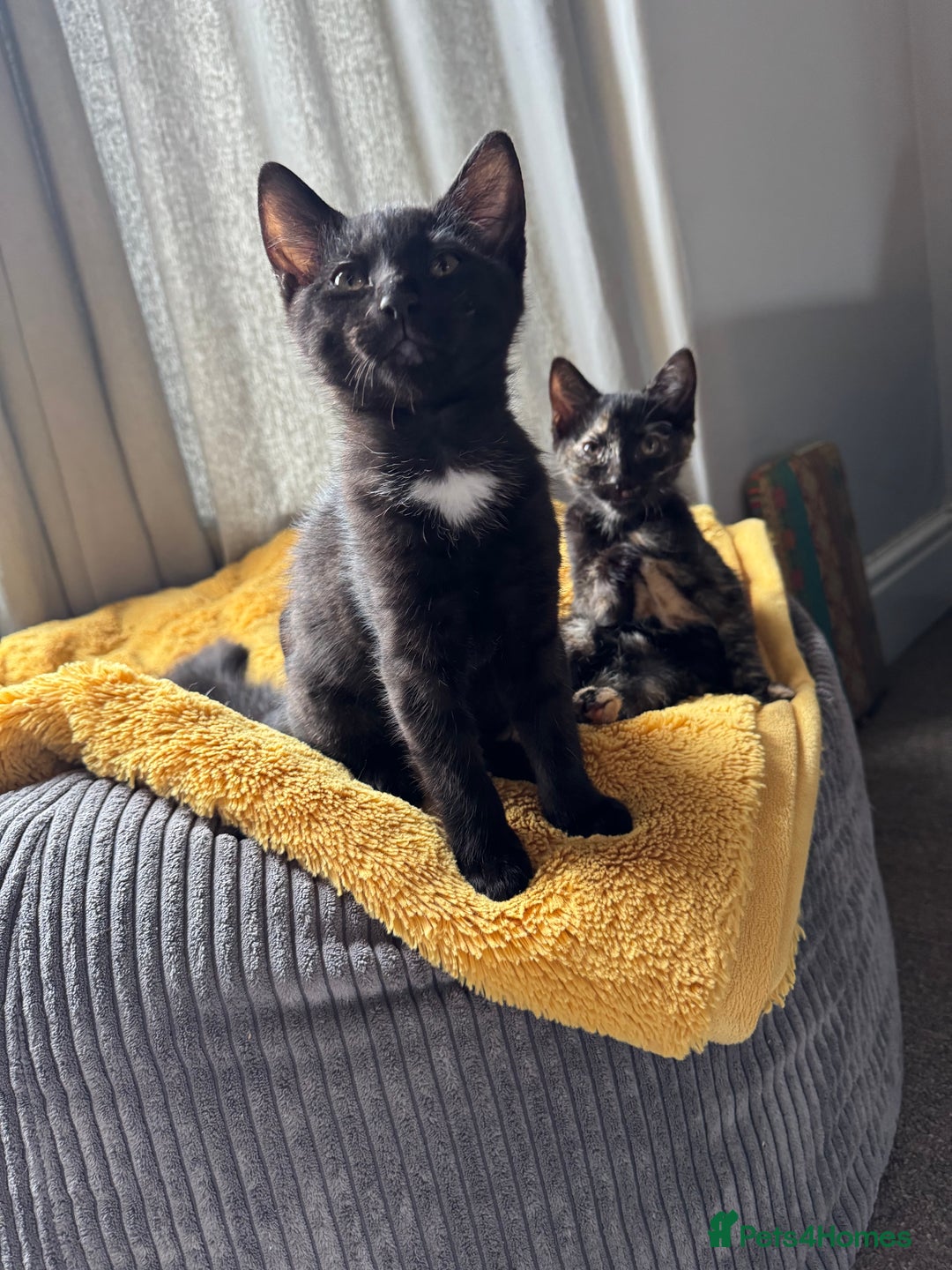 British Longhair cats for sale: Three kittens for sale  - Image 2