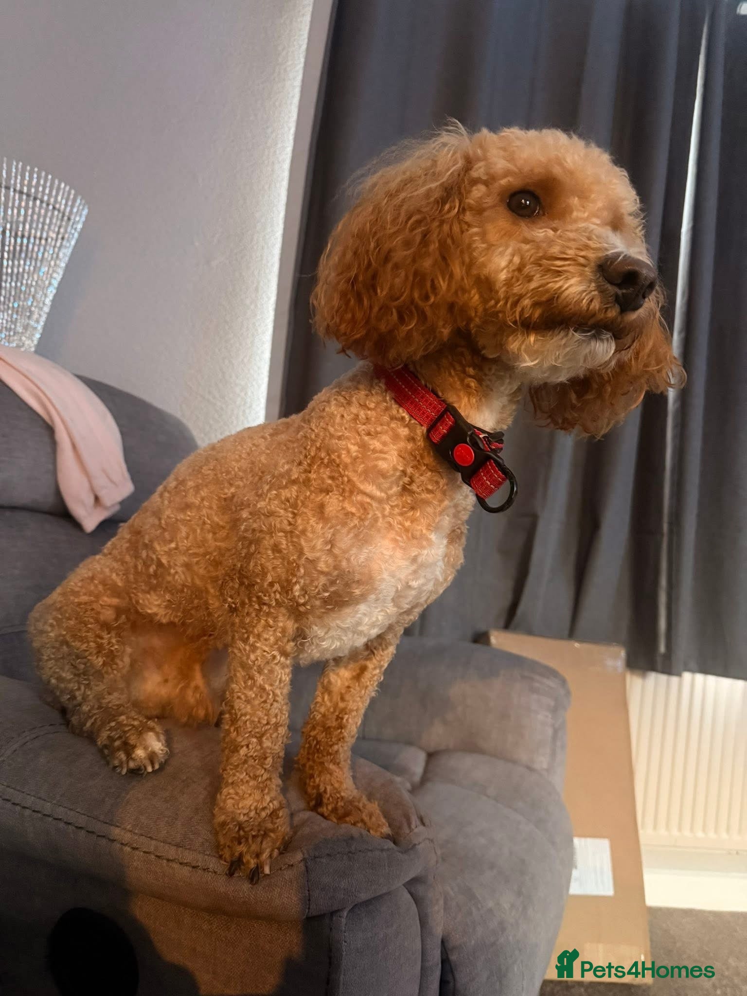 Cavachon dogs 2 year old male cavapoochon - Advert 1