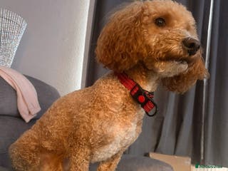 Cavachon dogs 2 year old male cavapoochon - Advert 1