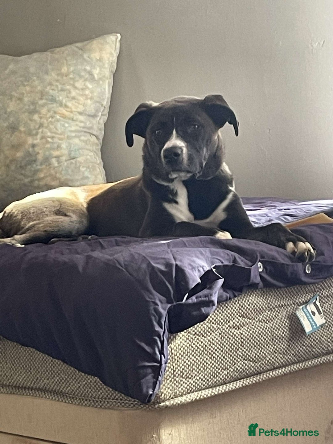 Mixed Breed dogs for sale: Finding her a forever home 🏡  - Image 1