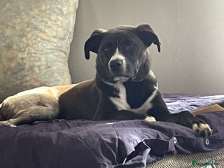 Mixed Breed dogs - Advert 6