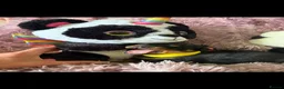 Rottweiler dogs for sale: Stunning litter of Rottweiler babies  - Advert 23