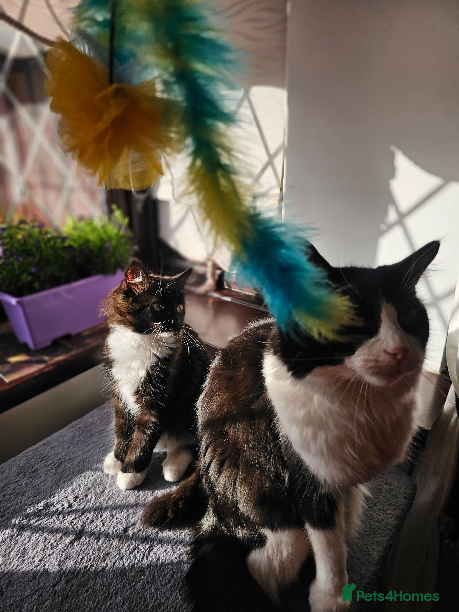 Ragdoll cats Beautiful kitten girle - Advert 7