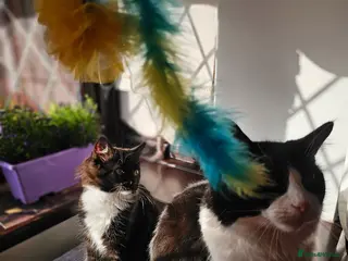 Ragdoll cats Beautiful kitten girle - Advert 7