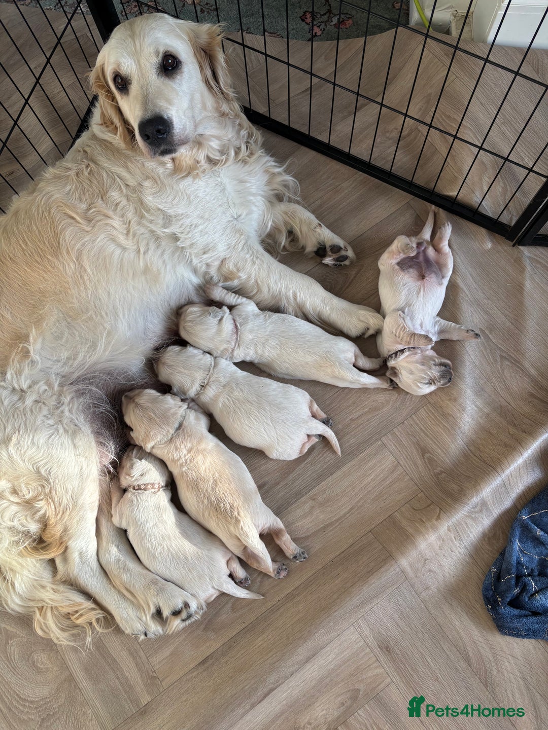 Golden Retriever dogs for sale: Two female Golden Retriever puppies left - Image 13