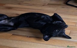Labrador Retriever dogs for sale: Black Labrador for sale - Advert 5