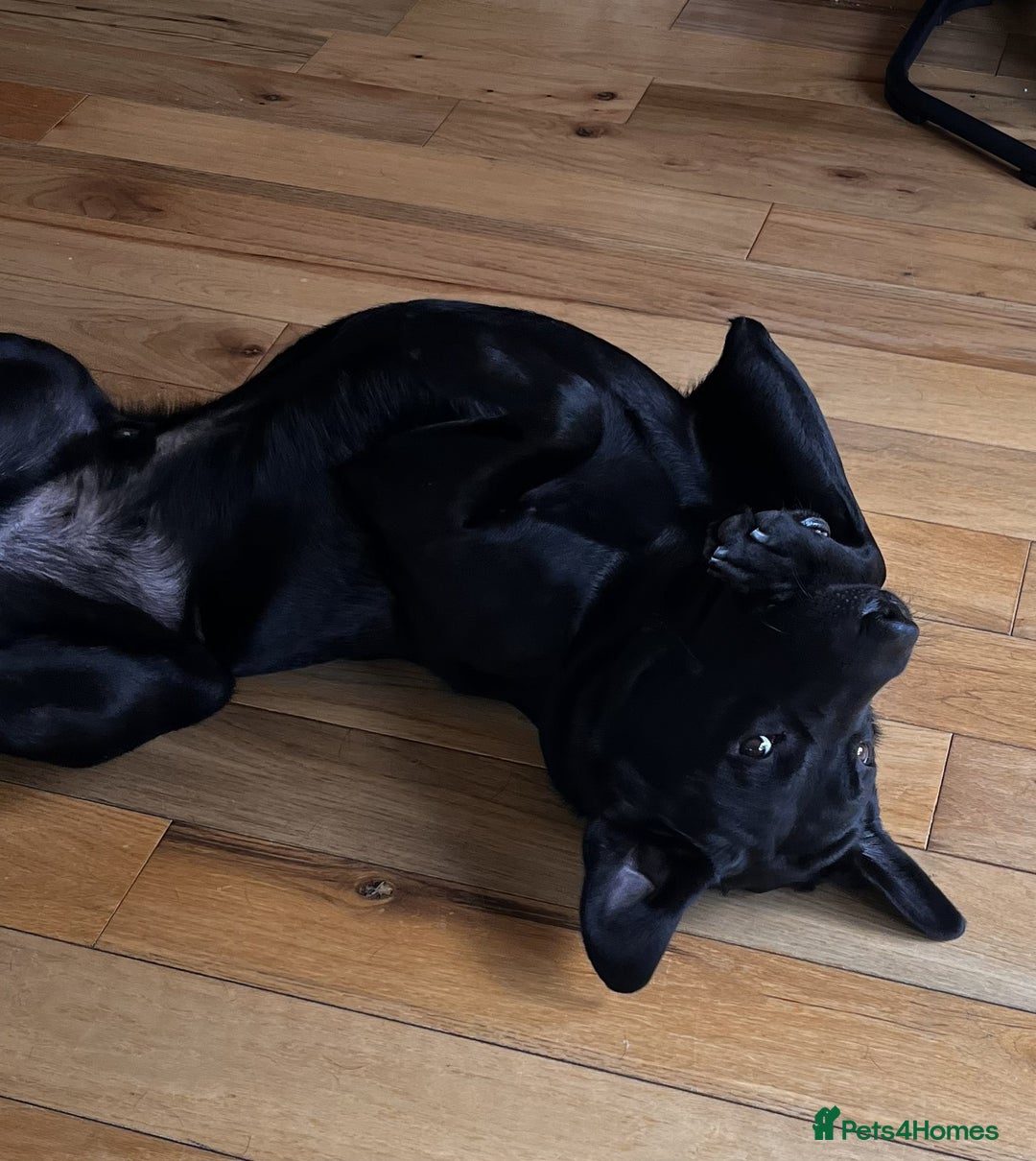 Labrador Retriever dogs for sale: Black Labrador for sale - Advert 5