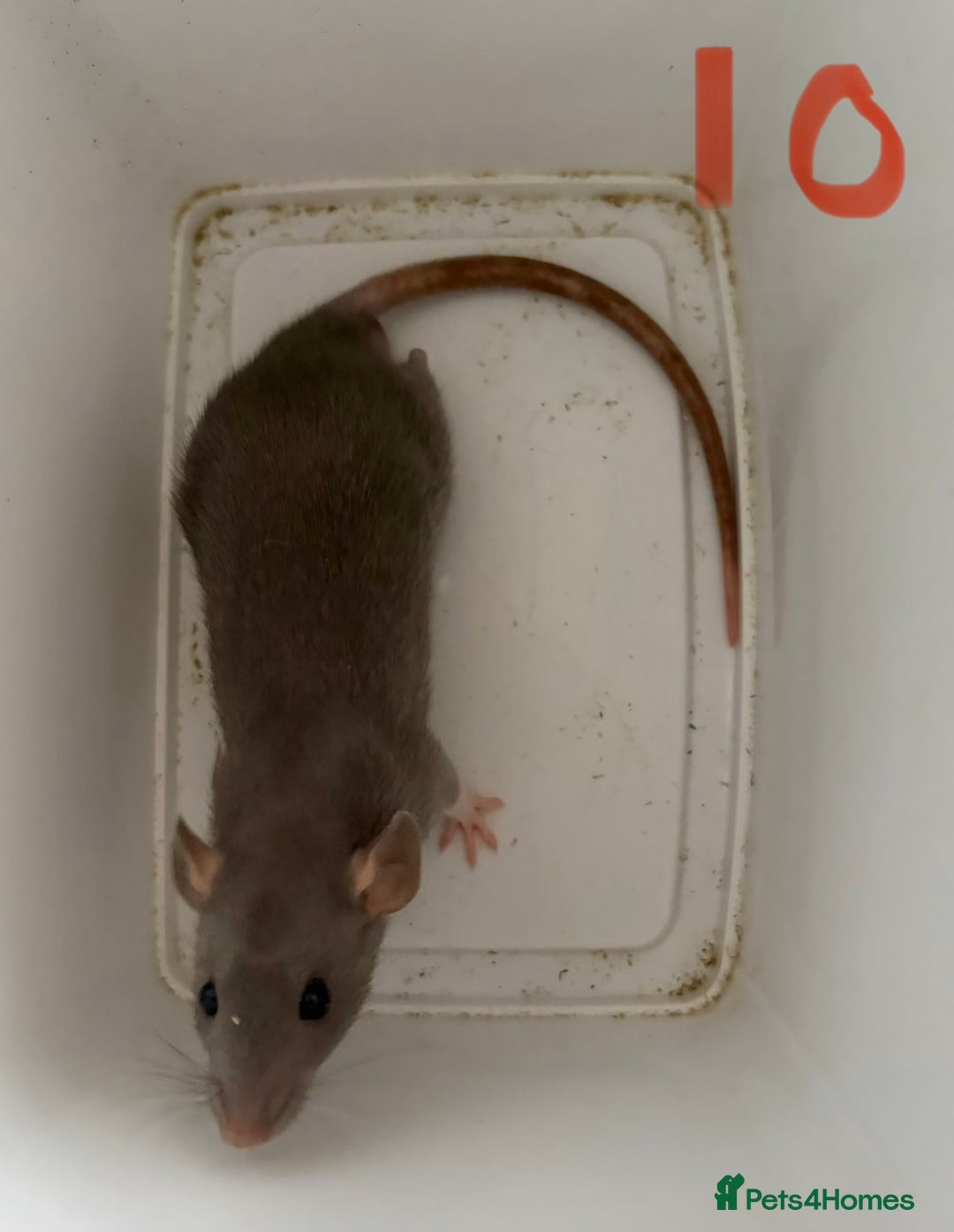 Rat rodents for sale: Mixed baby rats  - Image 10