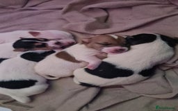 Jack Russell dogs for sale: Beautiful Jack russell puppies  - Advert 9