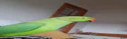 Parrots birds for sale: Indian Ringneck talking parrot + Cage + Toys - Advert 1