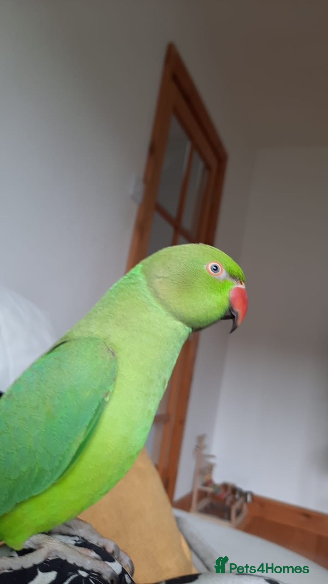Parrots birds for sale: Indian Ringneck talking parrot + Cage + Toys - Advert 1
