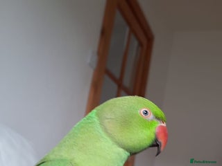 Parrots birds Indian Ringneck talking parrot + Cage + Toys - Advert 2