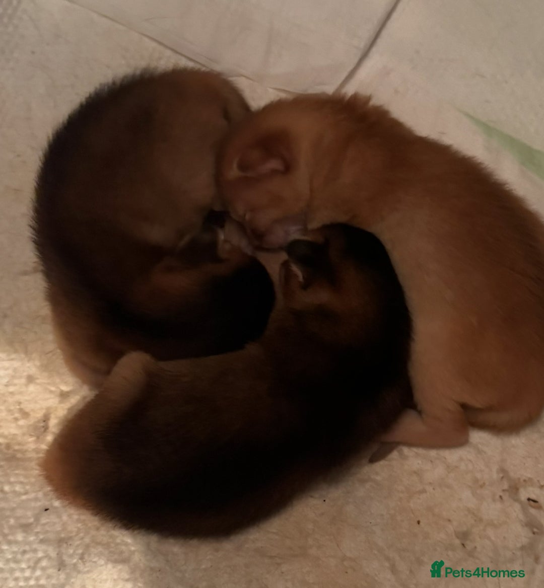 Abyssinian cats for sale: Abyssinian kittens looking for forever homes - Advert 3