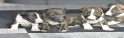 Miniature Bull terrier dogs for sale: Top quality miniature bull terrier puppies  - Advert 10