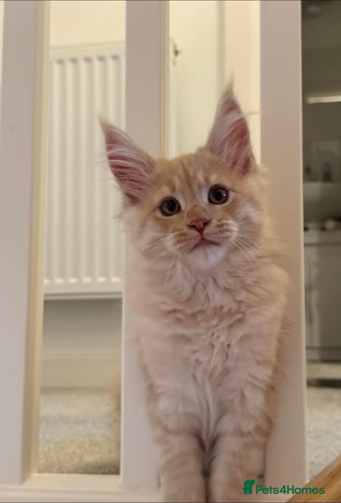 Maine Coon cats Beautiful Maine Coon kittens for sale. Two boys.🦁 - Advert 2