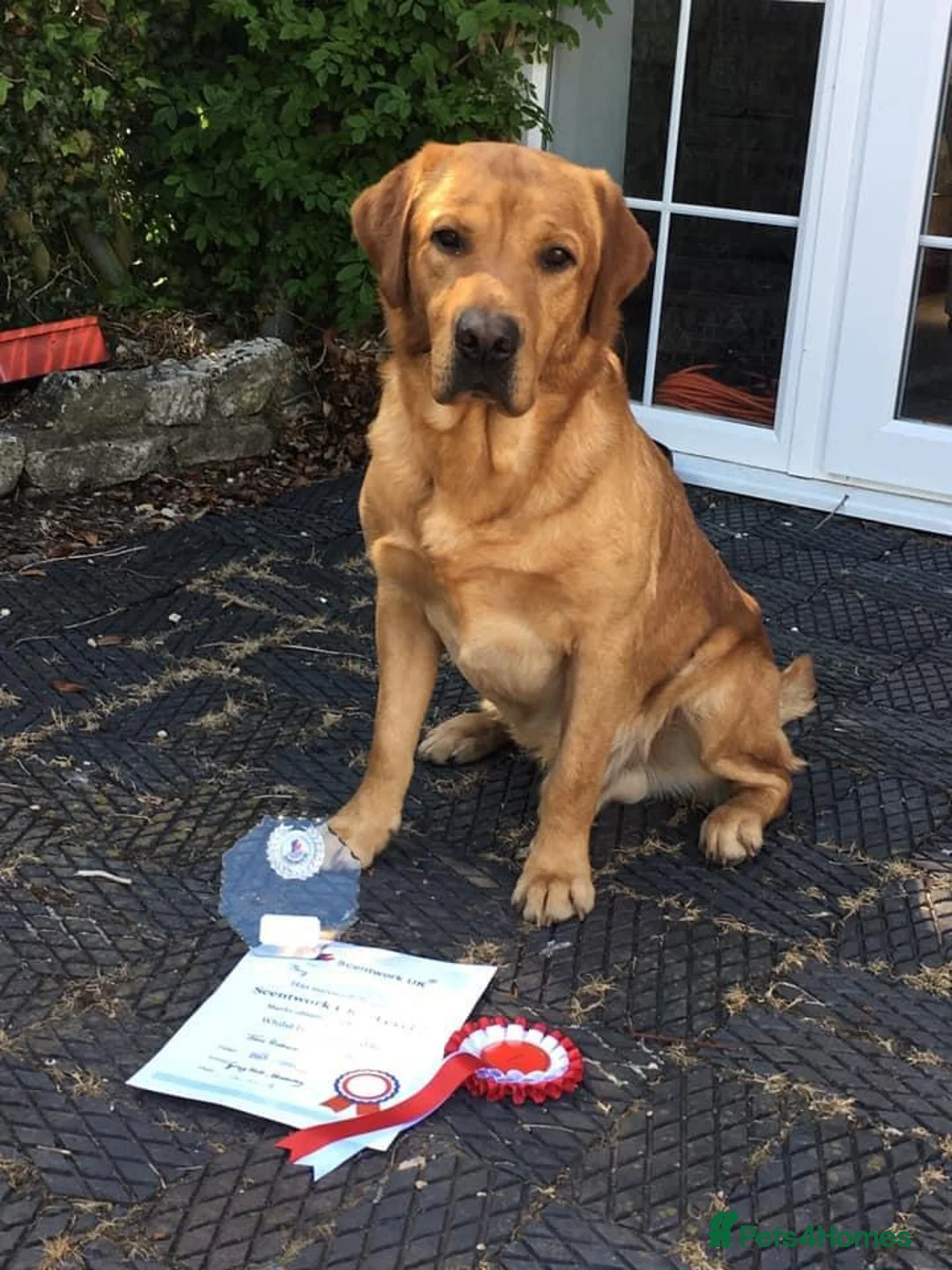 Labrador Retriever dogs for stud: Fully Health Tested Fox Red Labrador in Radstock - Advert 1