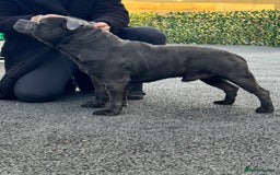 Staffordshire Bull Terrier dogs for sale: Quality Black to blue Staffordshire bull terrier - Image 20