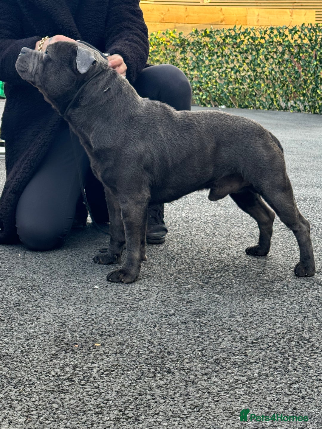Staffordshire Bull Terrier dogs for sale: Quality Black to blue Staffordshire bull terrier - Image 20