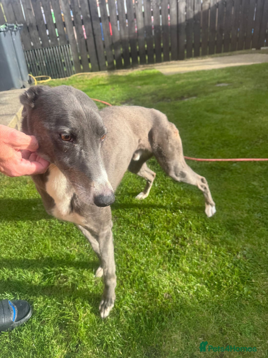 Lurcher dogs for sale: Lurches for sale  - Image 9