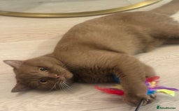 British Shorthair cats for sale: British rainbow shorthair kittens - Image 28