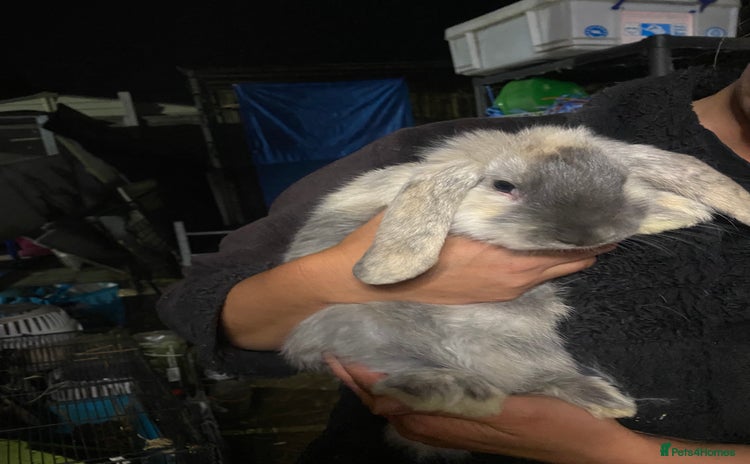Mini Lop rabbits - Advert 1