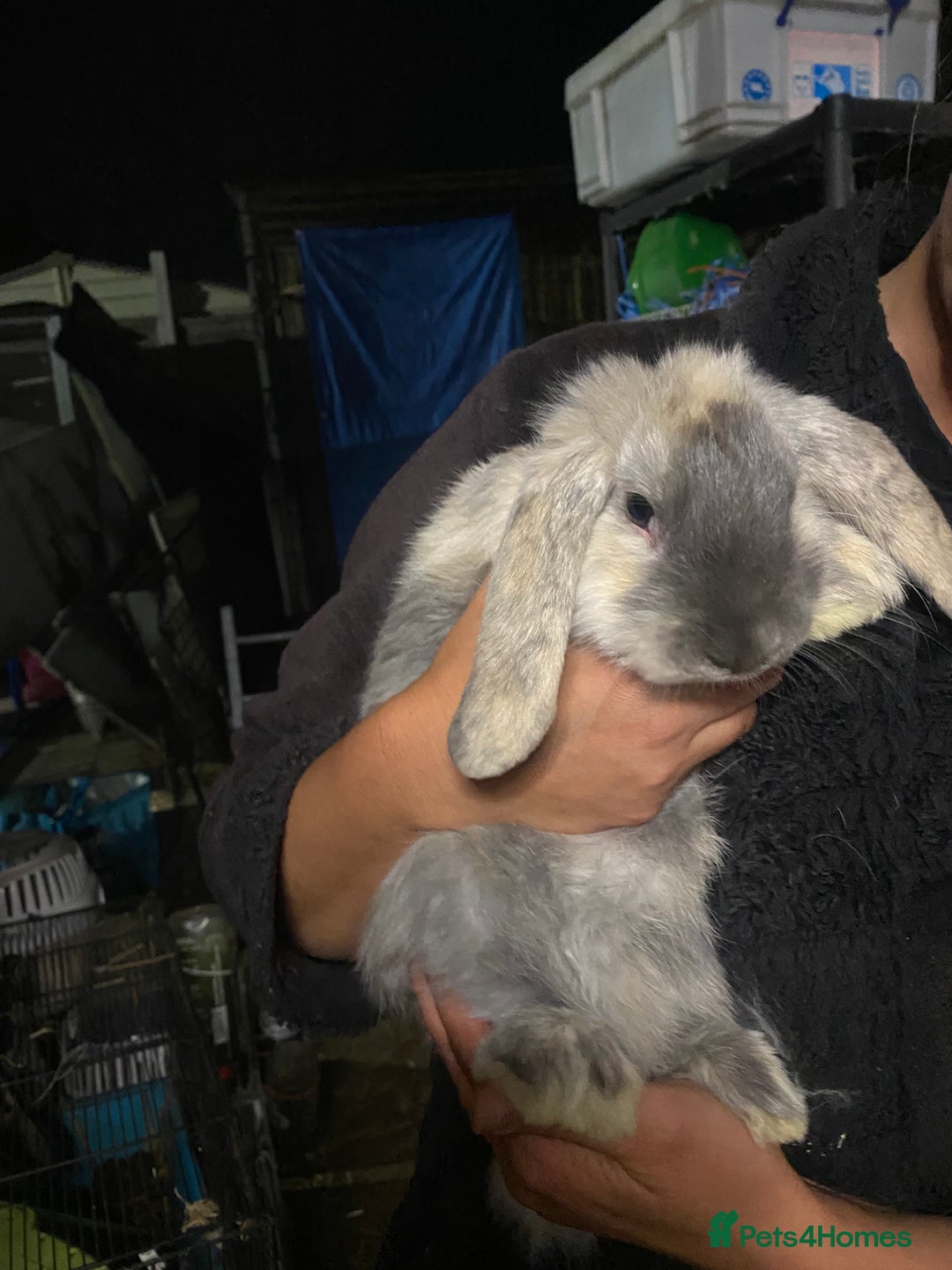 Mini Lop rabbits for sale: Mini lop bunnies for sale  - Image 1