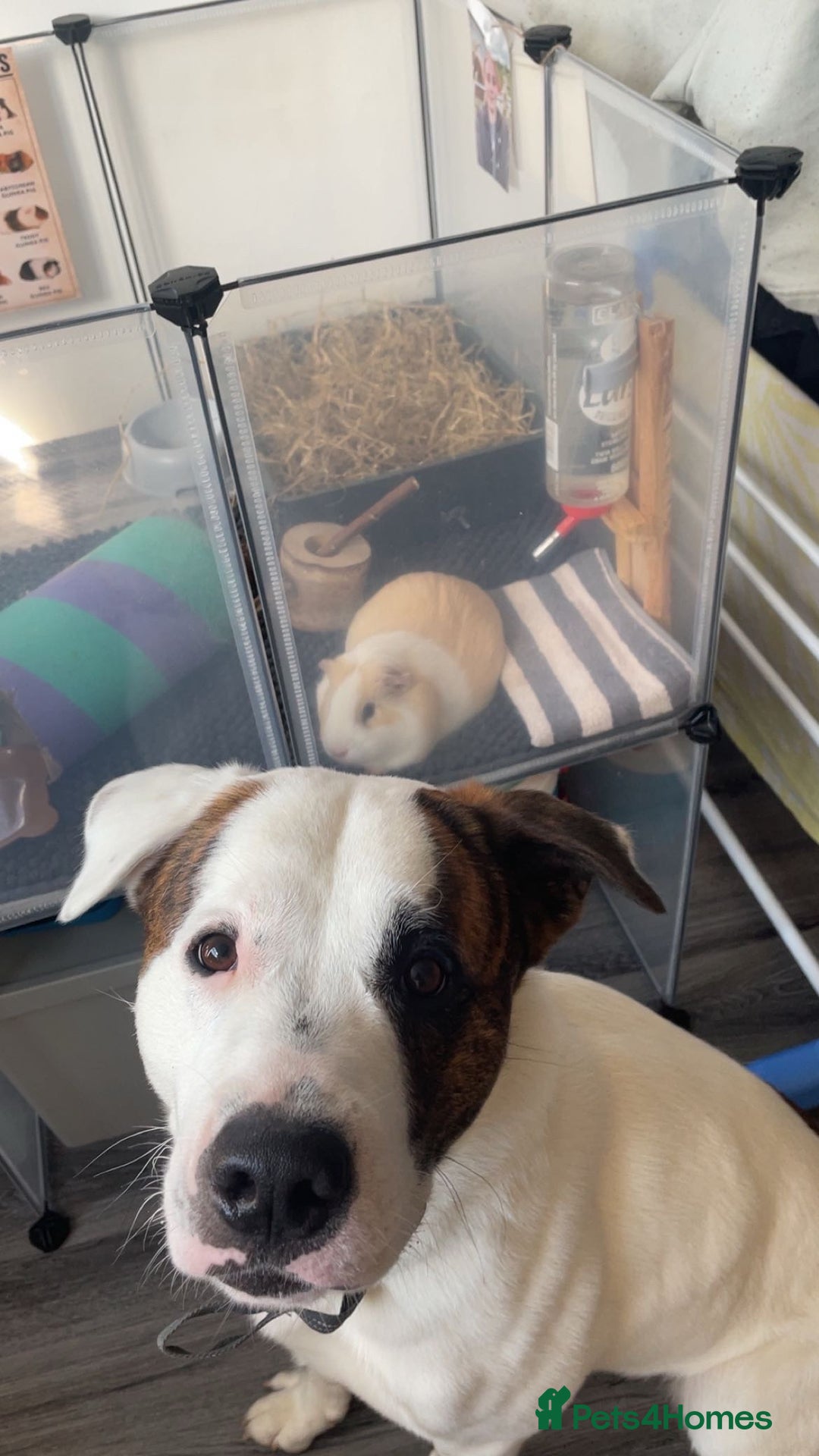 Guinea Pig rodents for sale: Male Guinea pig  - Advert 2