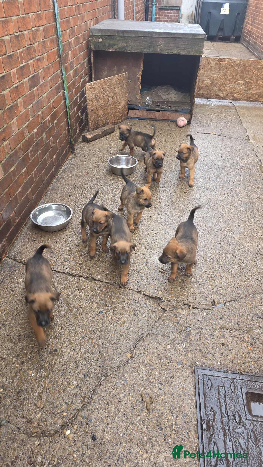 Mixed Breed dogs for sale: Rottweiler x belian malinois - Advert 9