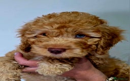 Cockapoo dogs for sale: Phantom & Merle Cockapoo puppies - Image 1
